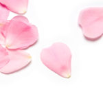 Pink_Petals